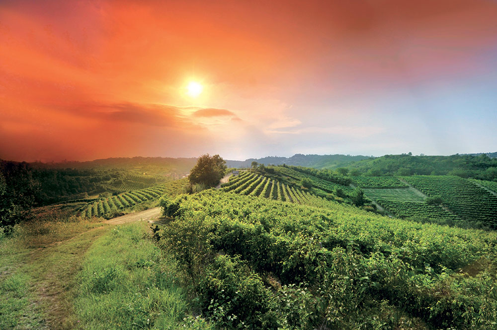 Vigneti & Produzione - La Pranda